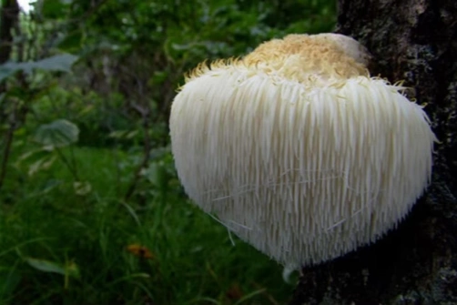 Lion's Mane Mushroom Extract Powder Expands Functional Food Applications